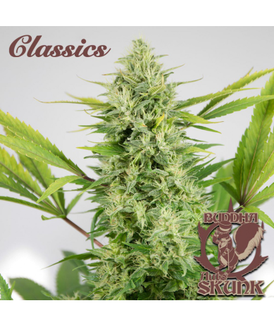 Semillas Classic Auto Skunk autoflorecientes de Buddha Seeds