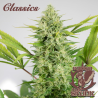 Semillas Classic Auto Skunk autoflorecientes de Buddha Seeds
