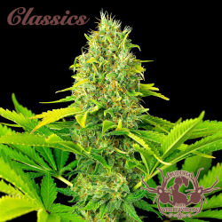 Semillas Classic Auto White Widow autoflorecientes de Buddha Seeds