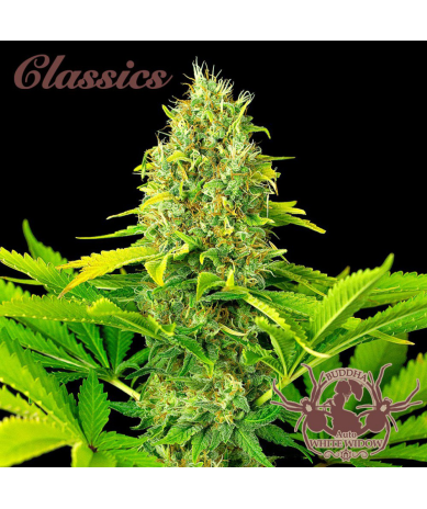 Semillas Classic Auto White Widow autoflorecientes de Buddha Seeds
