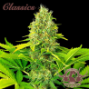 Semillas Classic Auto White Widow autoflorecientes de Buddha Seeds