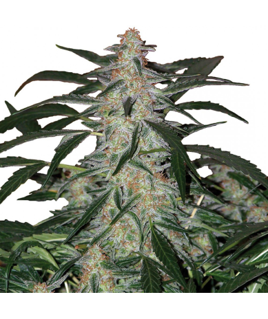Semillas Deimos Auto autoflorecientes de Buddha Seeds