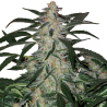 Semillas Deimos Auto autoflorecientes de Buddha Seeds