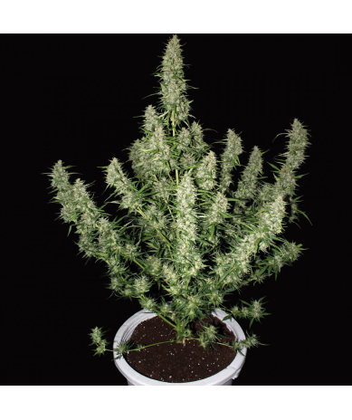 Semillas Magnum Auto autoflorecientes de Buddha Seeds