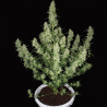 Semillas Magnum Auto autoflorecientes de Buddha Seeds