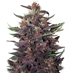 Semillas Purple Kush Auto autoflorecientes de Buddha Seeds