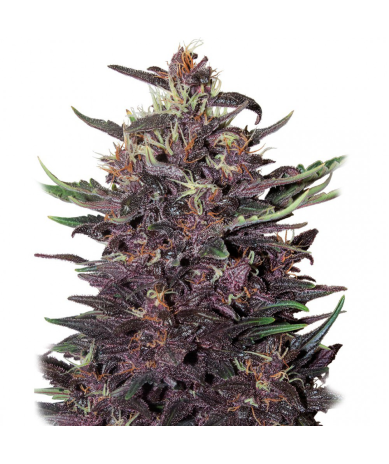 Semillas Purple Kush Auto autoflorecientes de Buddha Seeds