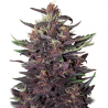 Semillas Purple Kush Auto autoflorecientes de Buddha Seeds