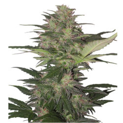 Semillas Red Dwarf Auto autoflorecientes de Buddha Seeds