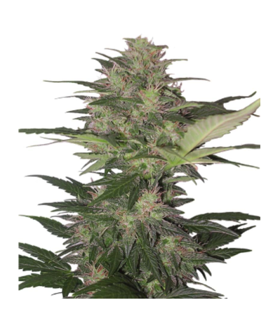 Semillas Red Dwarf Auto autoflorecientes de Buddha Seeds