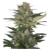 Semillas Red Dwarf Auto autoflorecientes de Buddha Seeds