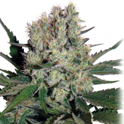 Semillas Syrup Auto autoflorecientes de Buddha Seeds