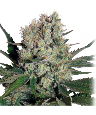 Semillas Syrup Auto autoflorecientes de Buddha Seeds