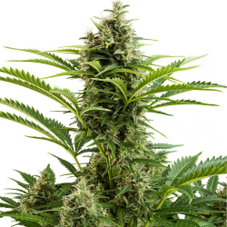 Semillas Vesta Auto autoflorecientes de Buddha Seeds