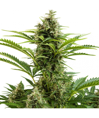 Semillas Vesta Auto autoflorecientes de Buddha Seeds