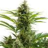 Semillas Vesta Auto autoflorecientes de Buddha Seeds