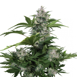 Semillas White Dwarf Auto autoflorecientes de Buddha Seeds