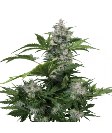 Semillas White Dwarf Auto autoflorecientes de Buddha Seeds