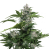 Semillas White Dwarf Auto autoflorecientes de Buddha Seeds