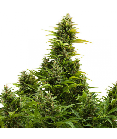 Semillas Medikit Auto CBD CBDs de Buddha Seeds