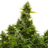 Semillas Medikit Auto CBD CBDs de Buddha Seeds