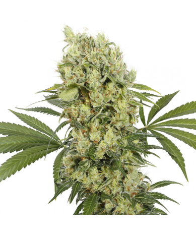 Semillas Medikit CBD CBDs de Buddha Seeds