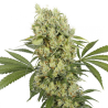 Semillas Medikit CBD CBDs de Buddha Seeds