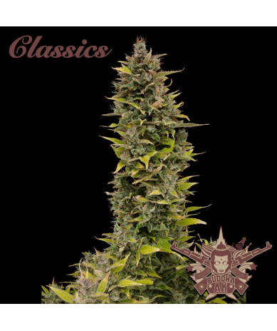 Semillas Classic AK feminizadas de Buddha Seeds