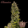 Semillas Classic AK feminizadas de Buddha Seeds