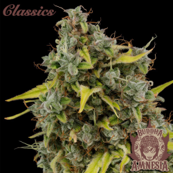 Semillas Classic Amnesia feminizadas de Buddha Seeds