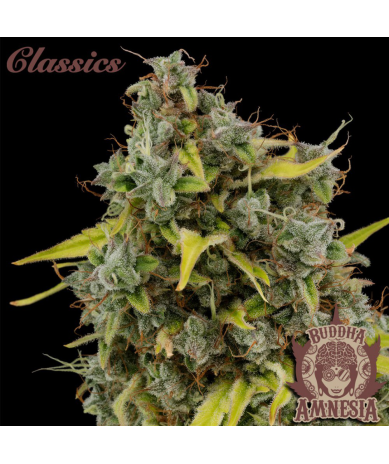 Semillas Classic Amnesia feminizadas de Buddha Seeds
