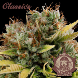 Semillas Classic Critical feminizadas de Buddha Seeds