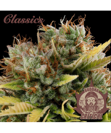 Semillas Classic Critical feminizadas de Buddha Seeds
