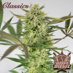 Semillas Classic Diesel feminizadas de Buddha Seeds