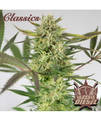 Semillas Classic Diesel feminizadas de Buddha Seeds