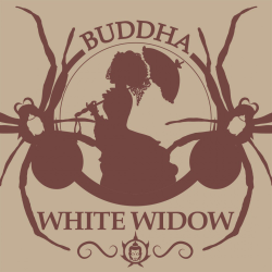 Semillas Classic White Widow feminizadas de Buddha Seeds