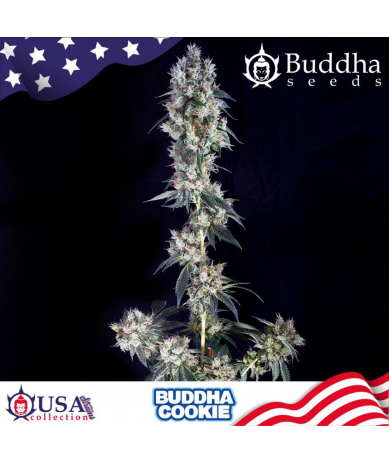 Semillas Cookie feminizadas de Buddha Seeds