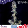 Semillas Cookie feminizadas de Buddha Seeds