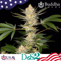 Semillas Dosi2 feminizadas de Buddha Seeds