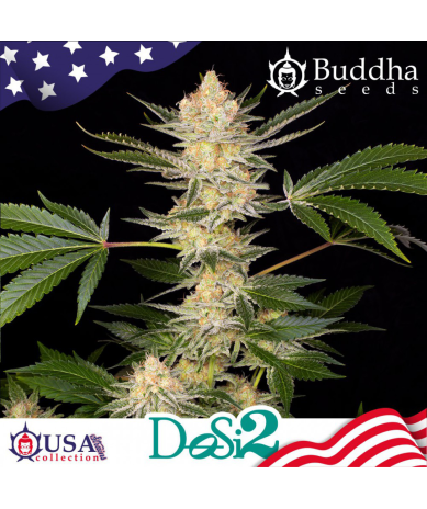 Semillas Dosi2 feminizadas de Buddha Seeds