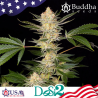 Semillas Dosi2 feminizadas de Buddha Seeds