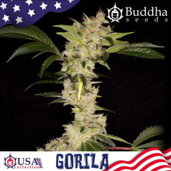 Semillas Gorila feminizadas de Buddha Seeds
