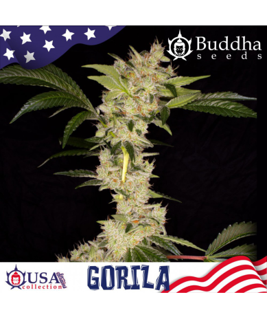 Semillas Gorila feminizadas de Buddha Seeds