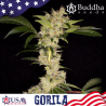 Semillas Gorila feminizadas de Buddha Seeds