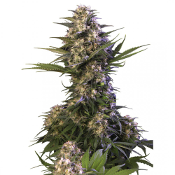 Semillas Kraken feminizadas de Buddha Seeds