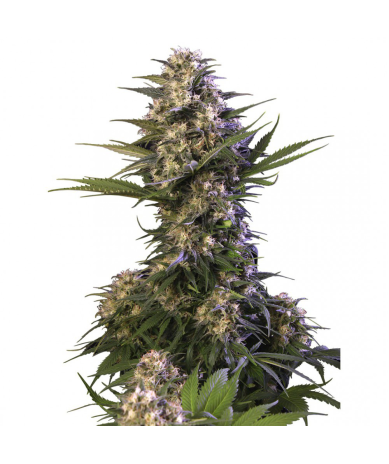 Semillas Kraken feminizadas de Buddha Seeds