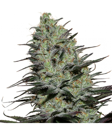 Semillas Morpheus feminizadas de Buddha Seeds