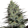 Semillas Morpheus feminizadas de Buddha Seeds