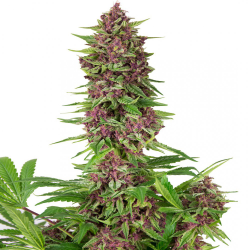 Semillas Purple Kush feminizadas de Buddha Seeds