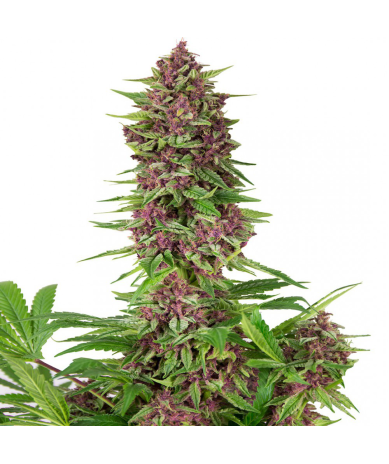 Semillas Purple Kush feminizadas de Buddha Seeds